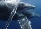 鲸鱼的祖先是什么动物？