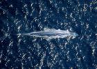 蓝鲸到底有多大？