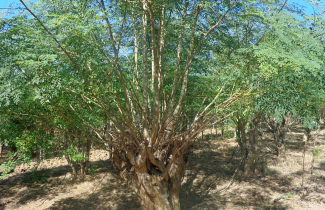 辣木树种植技术