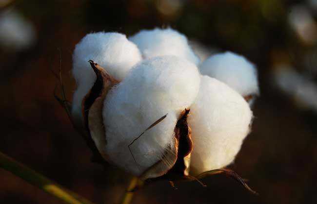 棉花的种植技术