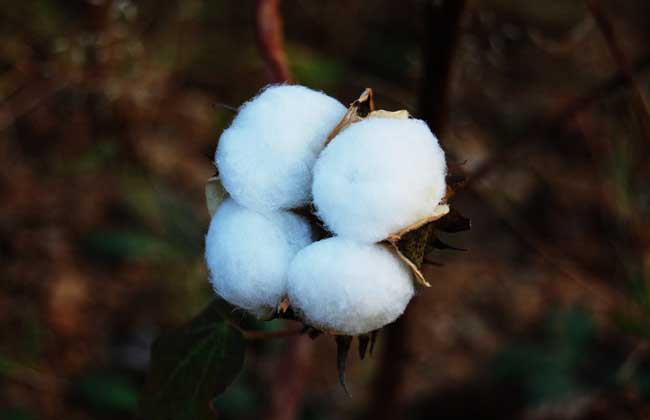 高产棉花种子有哪些