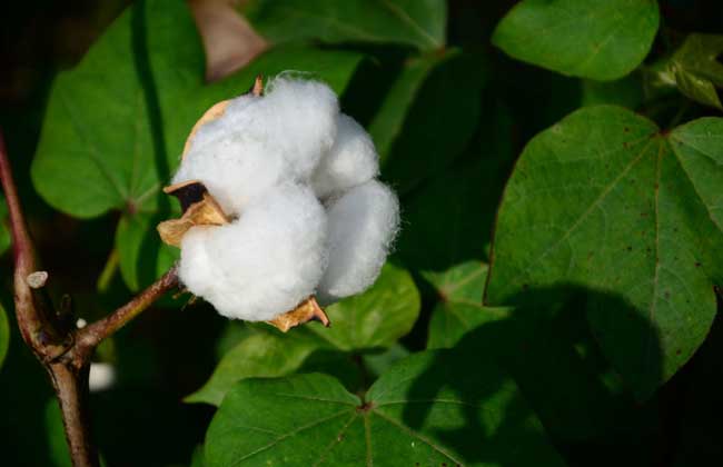 棉花的产地分布