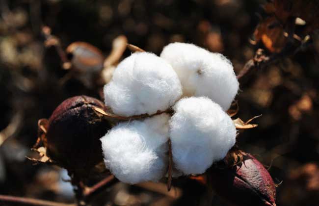 高产棉花品种有哪些？