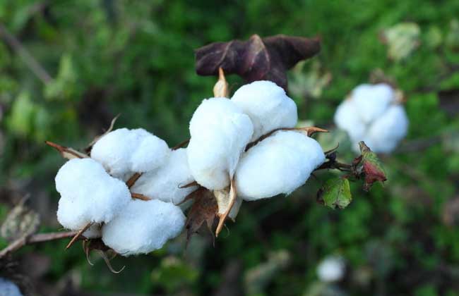 高产棉花品种