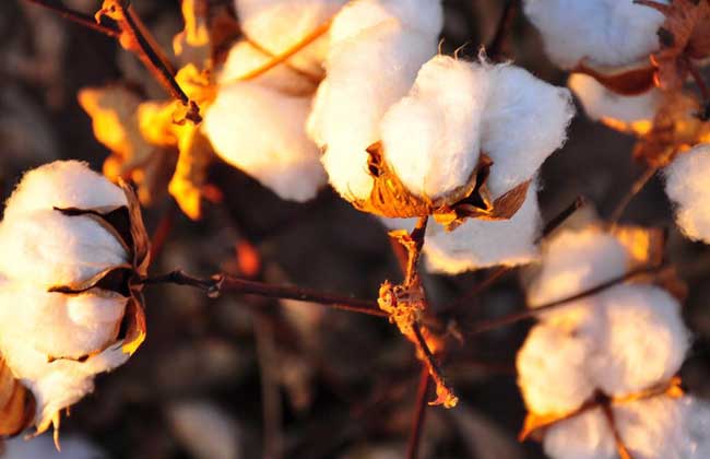 高产棉花品种