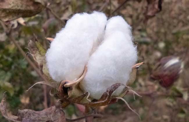 棉花种类图片