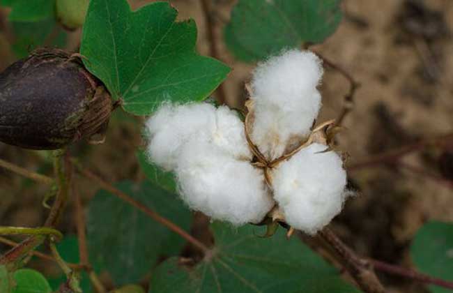 棉花种植技术视频