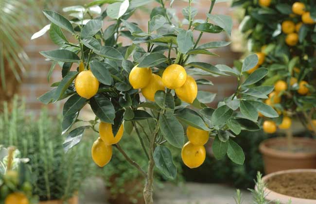 柠檬树种植技术