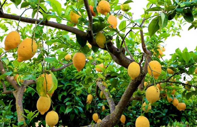 柠檬树种植技术