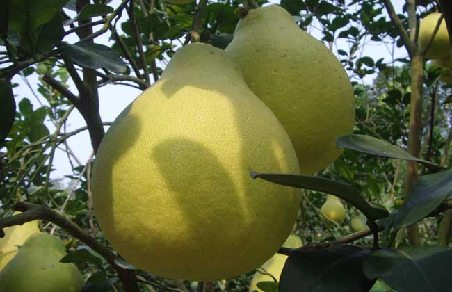 沙田柚的种植技术