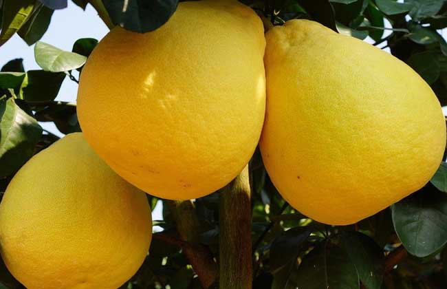 沙田柚种类图片