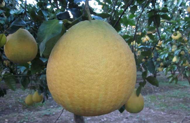 沙田柚种植几年结果