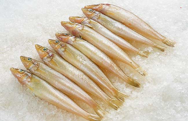沙丁鱼的营养价值