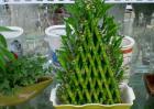 富贵竹扦插繁殖方法