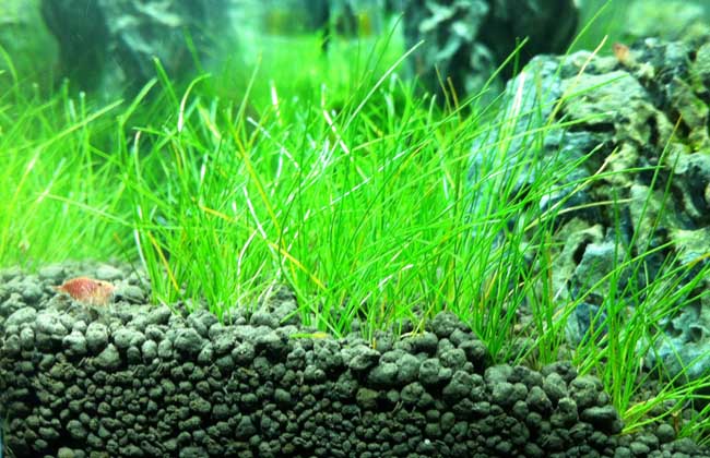 水草能净化水质吗？