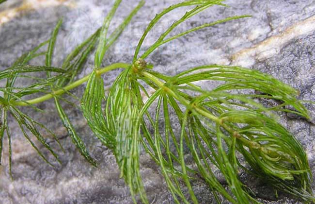 草缸常见藻类图片