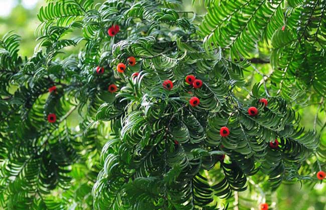 红豆杉是几级保护植物
