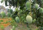芒果盆栽种植方法
