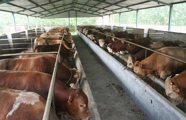肉牛养殖成本和利润