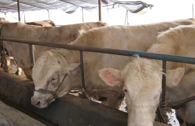 肉牛育肥技术
