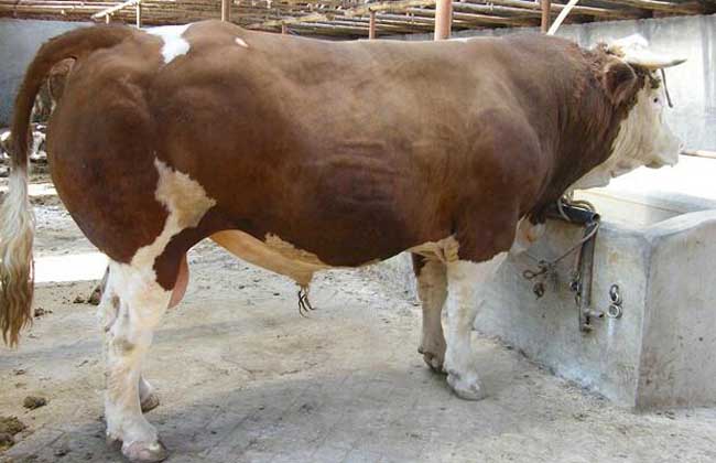 肉牛育肥技术