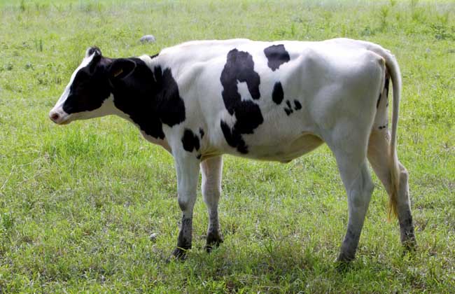 中国荷斯坦牛养殖技术