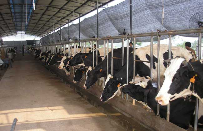 农村奶牛养殖技术