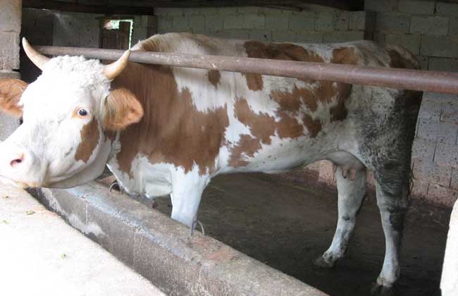农村奶牛养殖技术