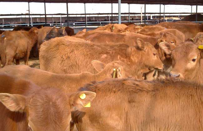 肉牛养殖技术