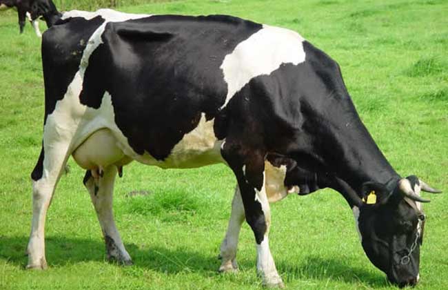 奶牛养殖技术视频