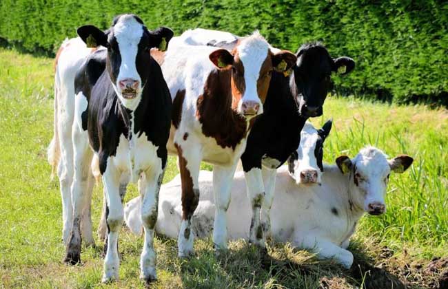 奶牛养殖技术