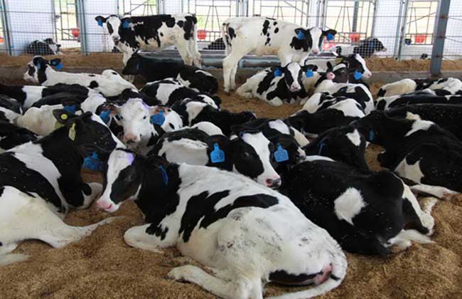 荷斯坦奶牛养殖