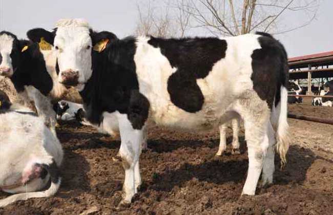 荷斯坦奶牛养殖