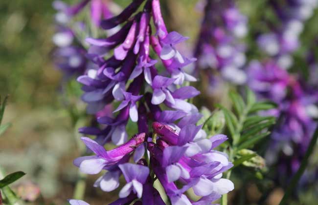紫花苜蓿种植技术