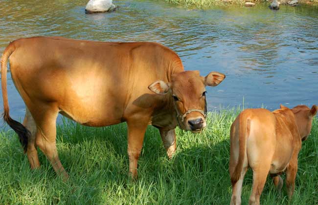 母牛不孕症