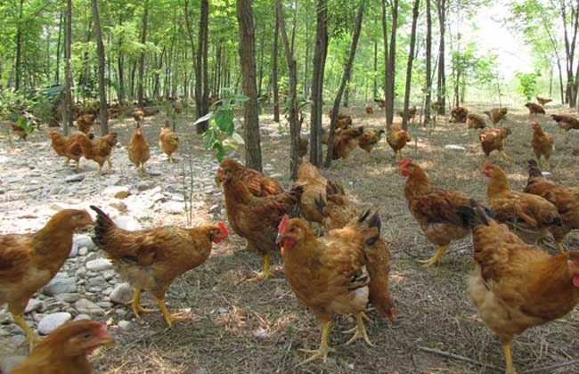 林地养鸡技术