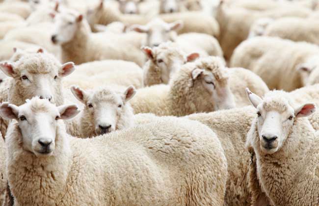 绵羊的品种有哪些？