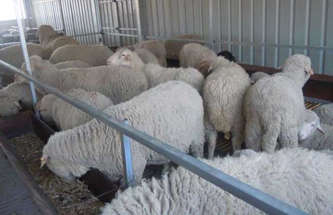 发酵床养羊技术