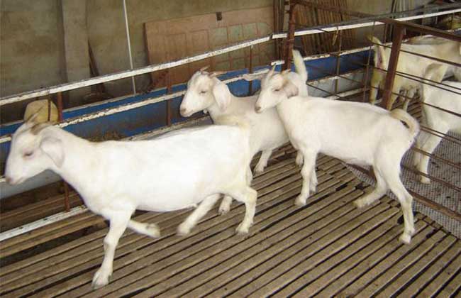 发酵床养羊技术
