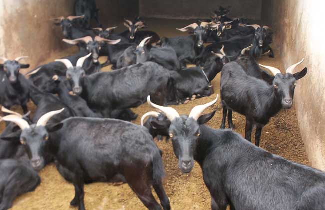 黑山羊养殖技术
