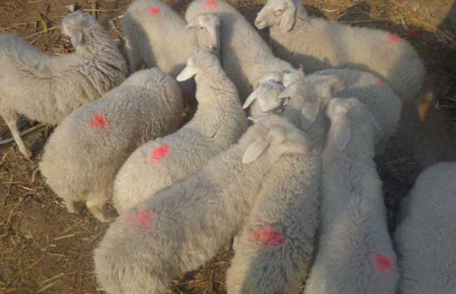 小尾寒羊养殖技术
