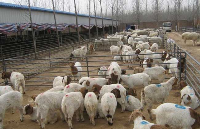 养羊场科学管理制度