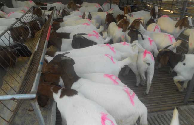 养羊场设备管理制度