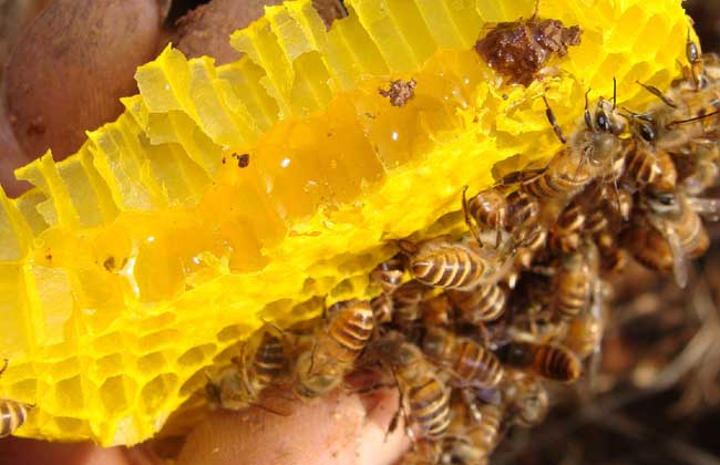 蜂蜜价格多少钱一斤？