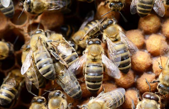 中蜂雄蜂饲养方法