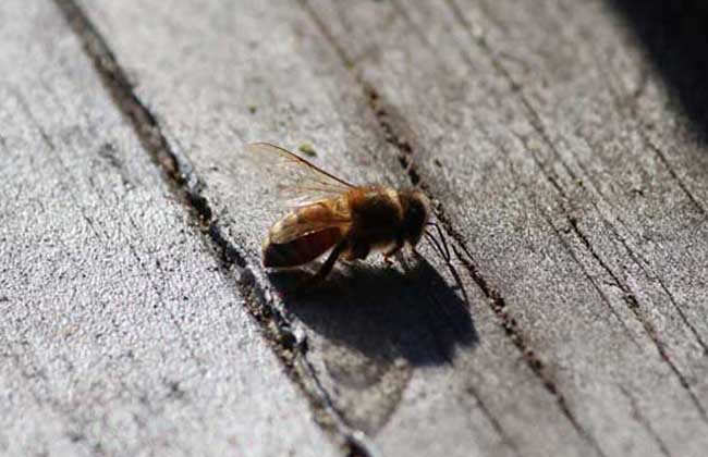 蜜蜂白垩病
