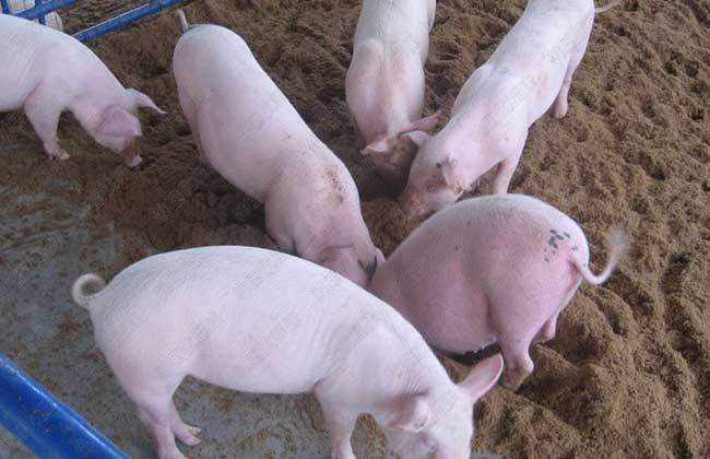 发酵床养猪技术