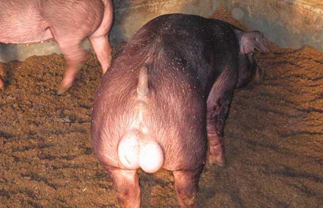 种公猪饲养管理技术