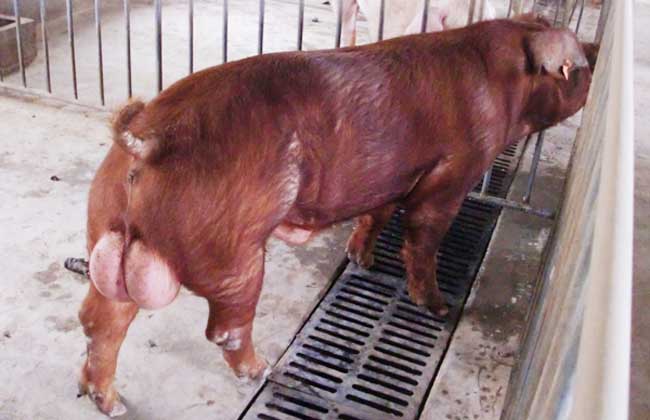 种公猪饲养管理技术