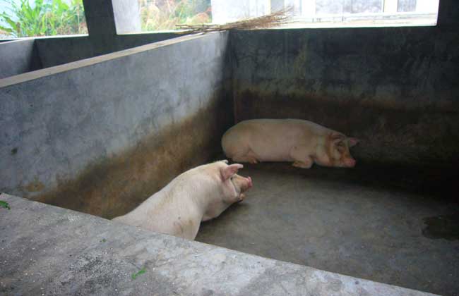 小型养猪场投资成本